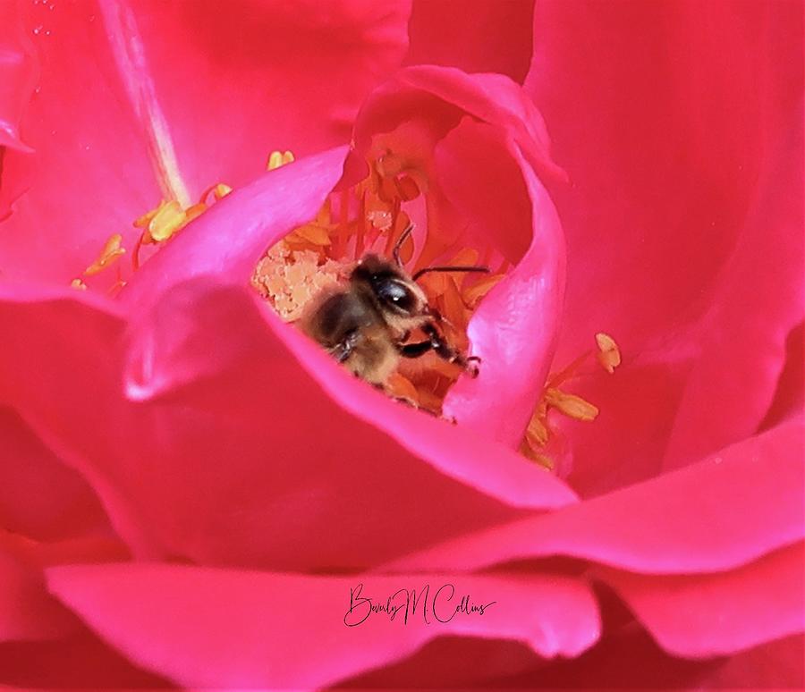 Bee in a Rose Cradle Photograph by Beverly M Collins