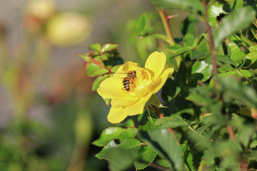 Bee In A Yellow Flower Photograph
