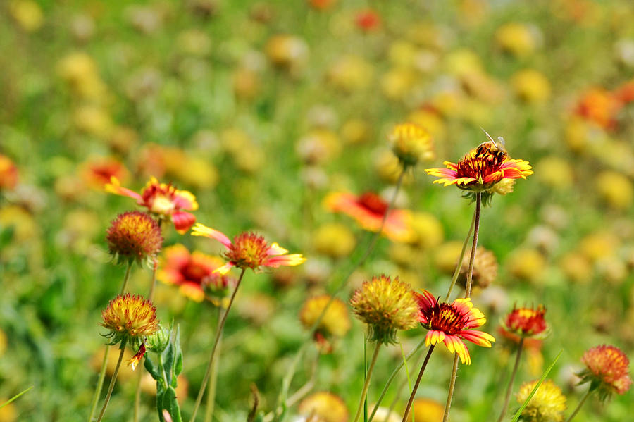 Bee in Blanket Flower Meadow Photograph by Gaby Ethington