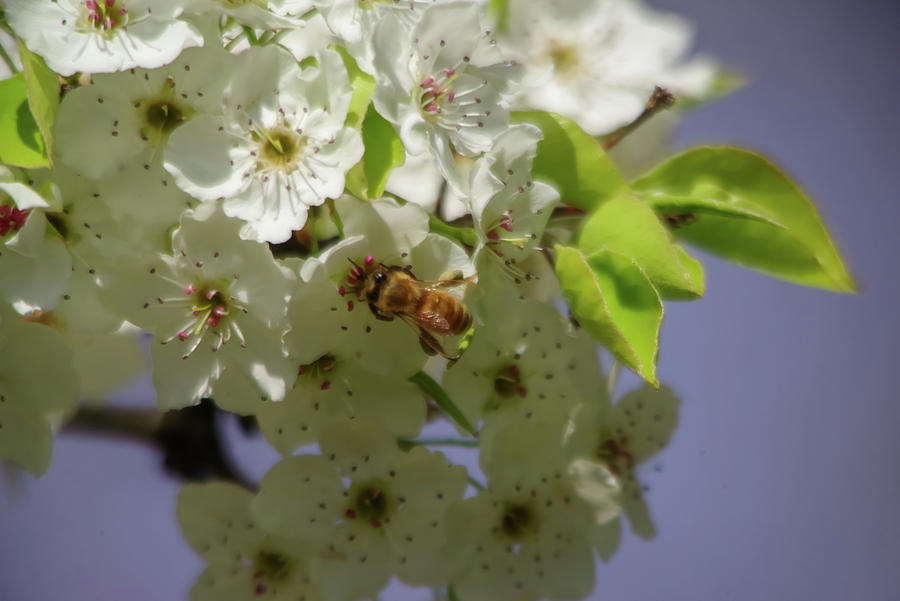 Bee In Blossoms Photograph