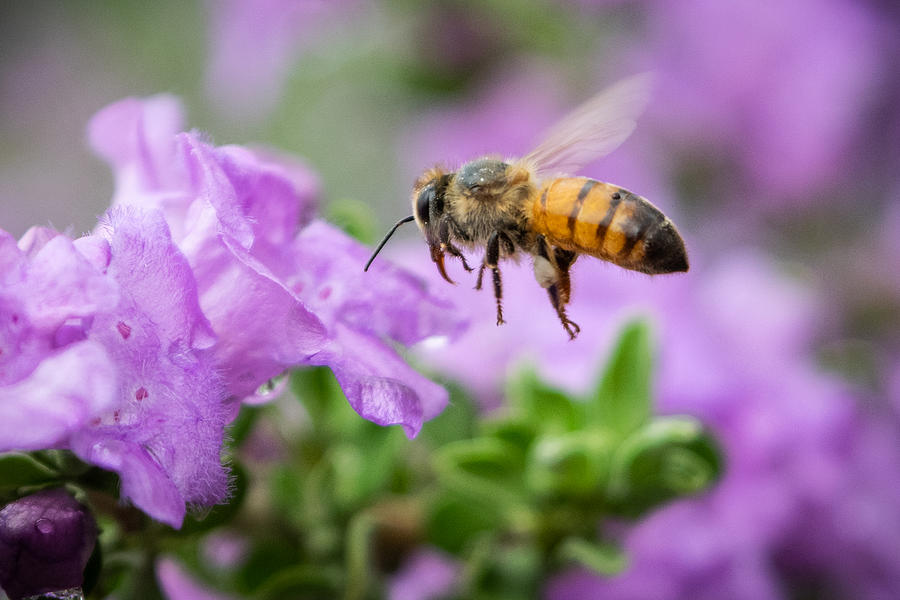 Bee in Flight Photograph by Bonny Puckett