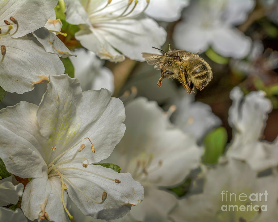 Bee In Flight Photograph by Gemma Mae Flores Sellers