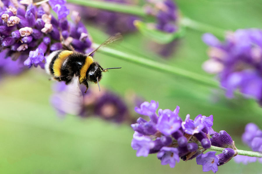 Bee in flight Photograph by Naomi Maya