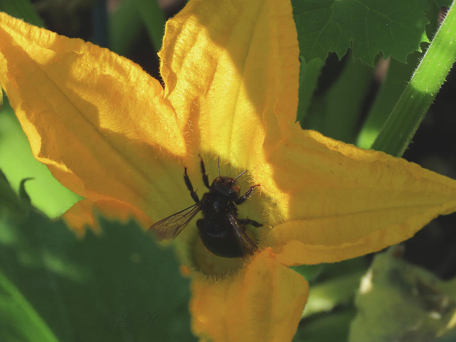 Bee in Her Blossom - Squash Blossom and Bee - Images from the Garden - Nature Photography Photograph by Brooks Garten Hauschild