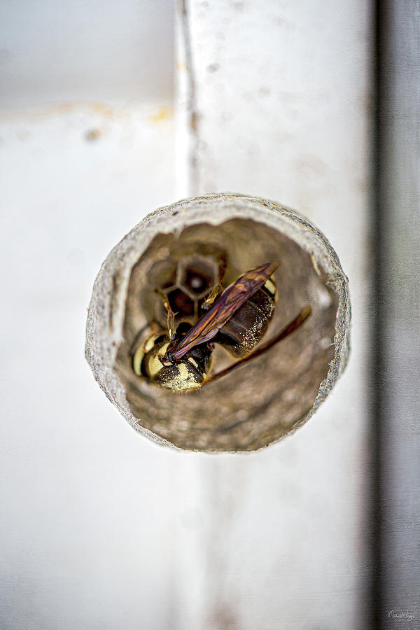 Bee in nest Photograph by Michele Wingo