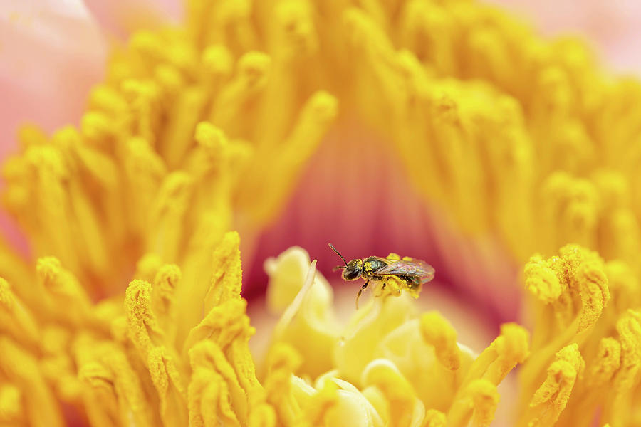 Bee In Pollen In Spring Peony Photograph