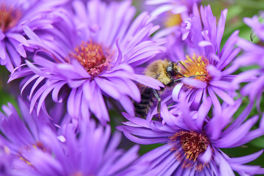 Bee in Purple Aster Photograph by Paul Freidlund