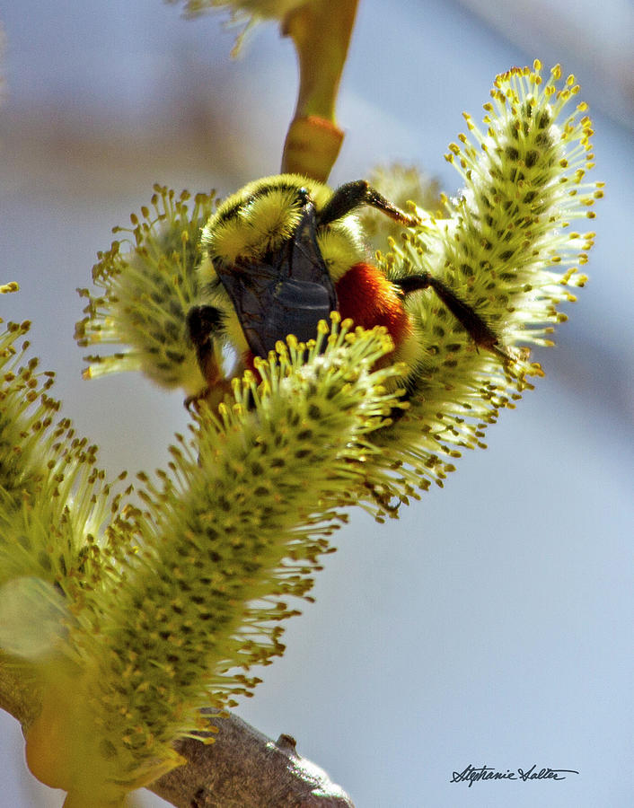 Bee in Pussywillow Photograph by Stephanie Salter