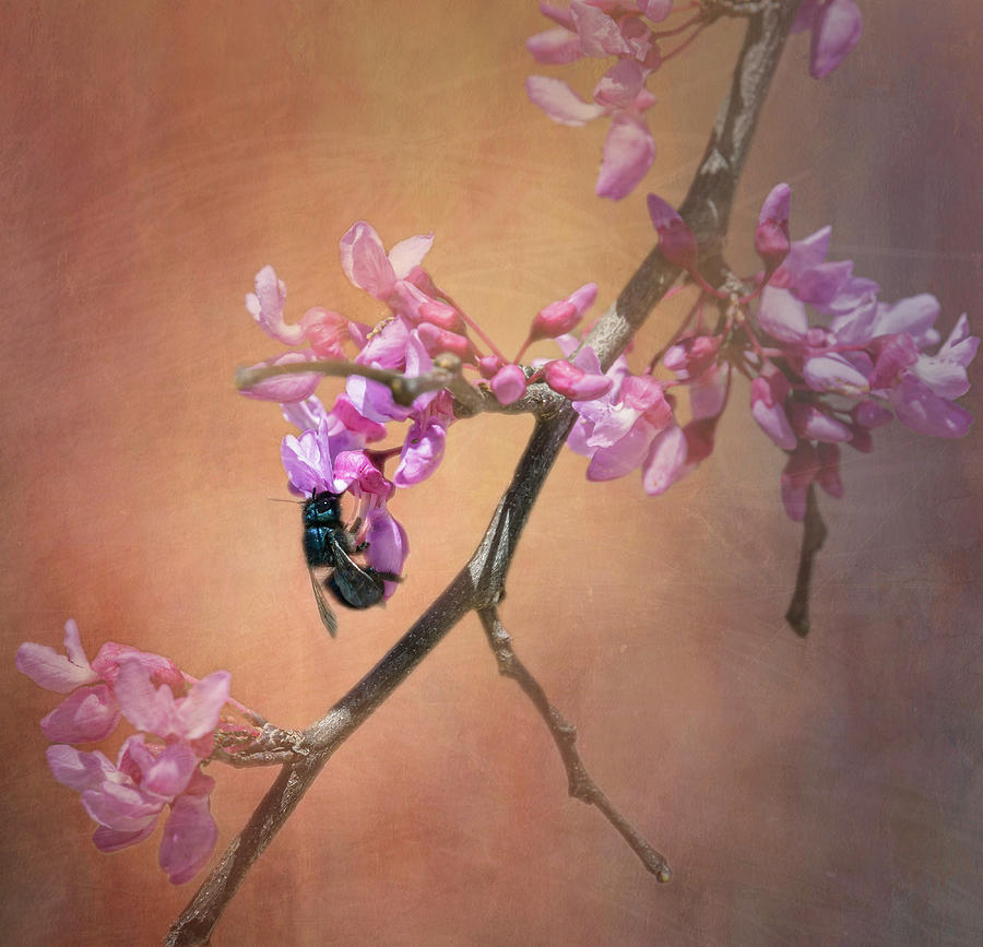 Bee In Redbud Flowers Photograph