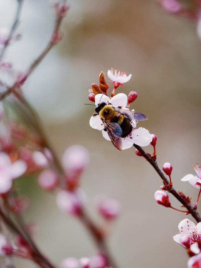 Bee in Spring Photograph by Rachel Morrison