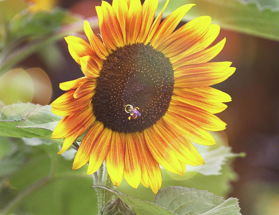 Flower Photograph - Bee in Sunflower by Matthew Adelman Flower Photograph - Bee in Sunflower by Matthew Adelman