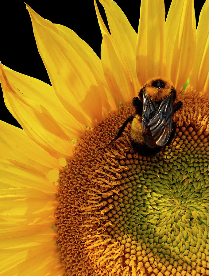 Sunflower Photograph - Bee In Sunflower by Phil And Karen Rispin
