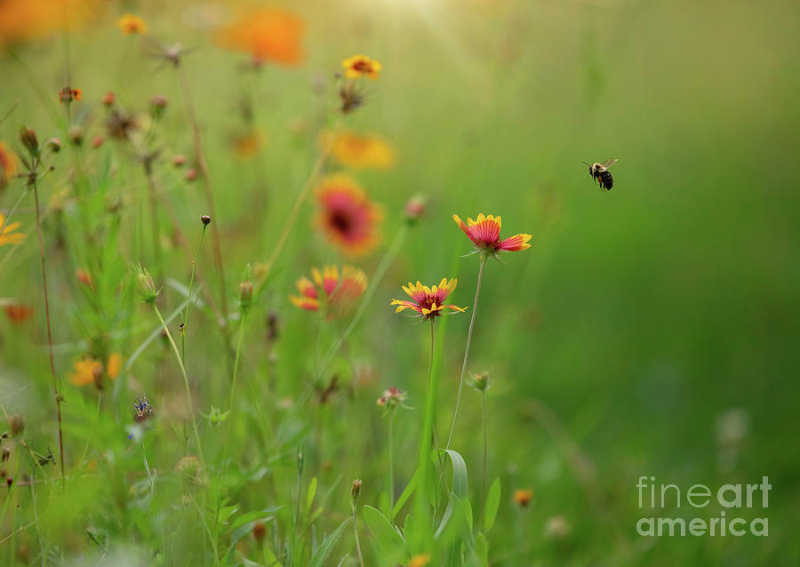 Bee In The Blanket Flowers Photograph