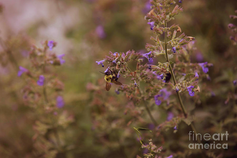 Bee in the Garden  Photograph by Diane Diederich