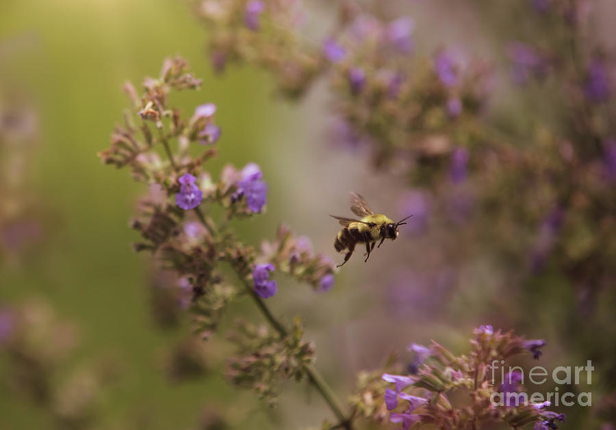 Bee In The Garden With Catmint  Flowers Photograph