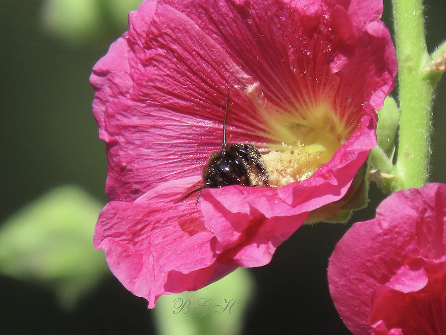Bee in the Hollyhock - Flower and Flying Insect - Floral Photography Photograph by Brooks Garten Hauschild