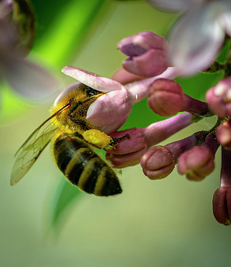 Apple Photograph - Bee in the Lilacs by Phil And Karen Rispin