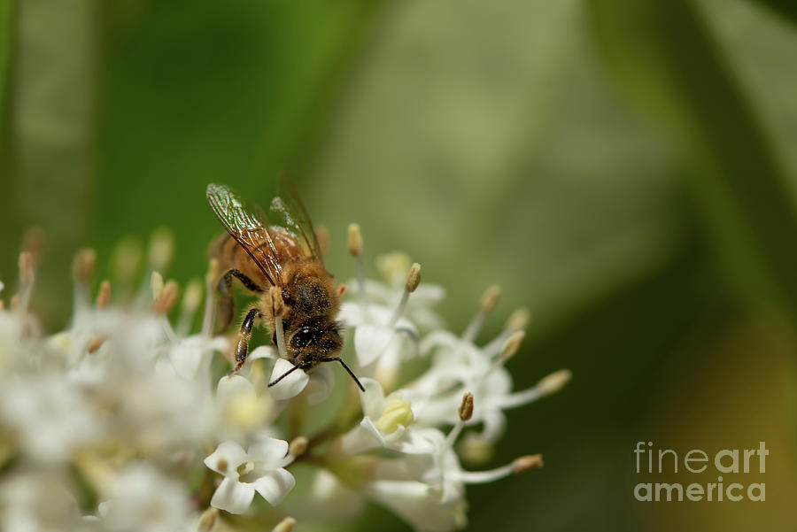 Animal Photograph - Bee in the Privet Shrub #1 by Nancy Gleason