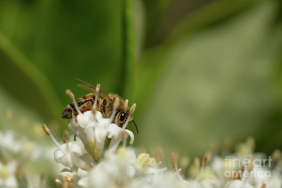 Bee in the Privet Shrub #2 Photograph by Nancy Gleason