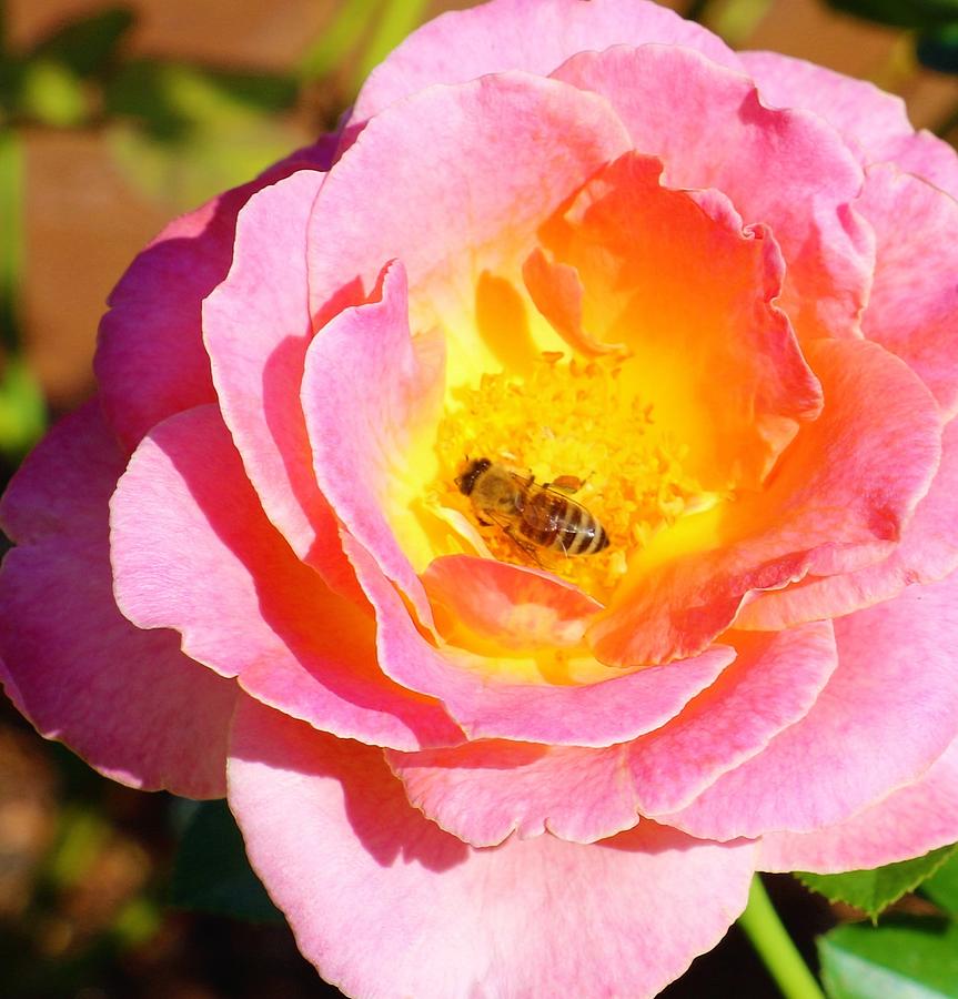 Bee in the Rose Garden at the Dallas Arboretum Photograph by Sandra ...