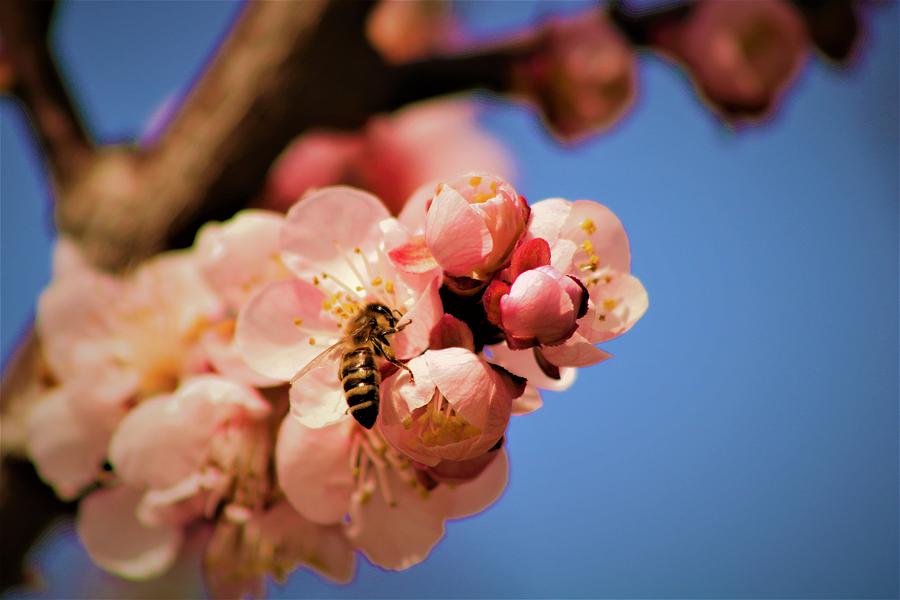 Bee in the sunlight Photograph by Cozma Mihaela Fine Art America