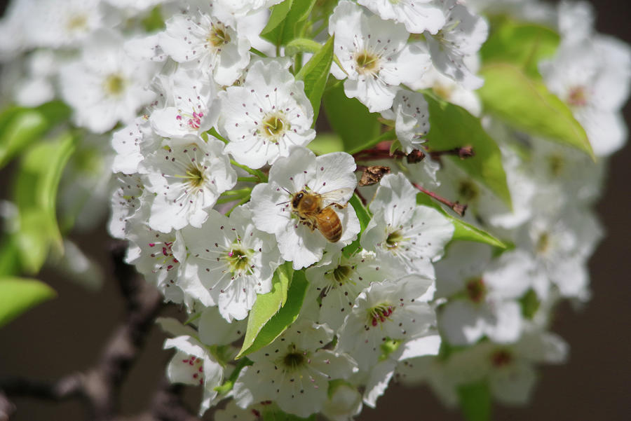 Bee In White Blossoms Photograph