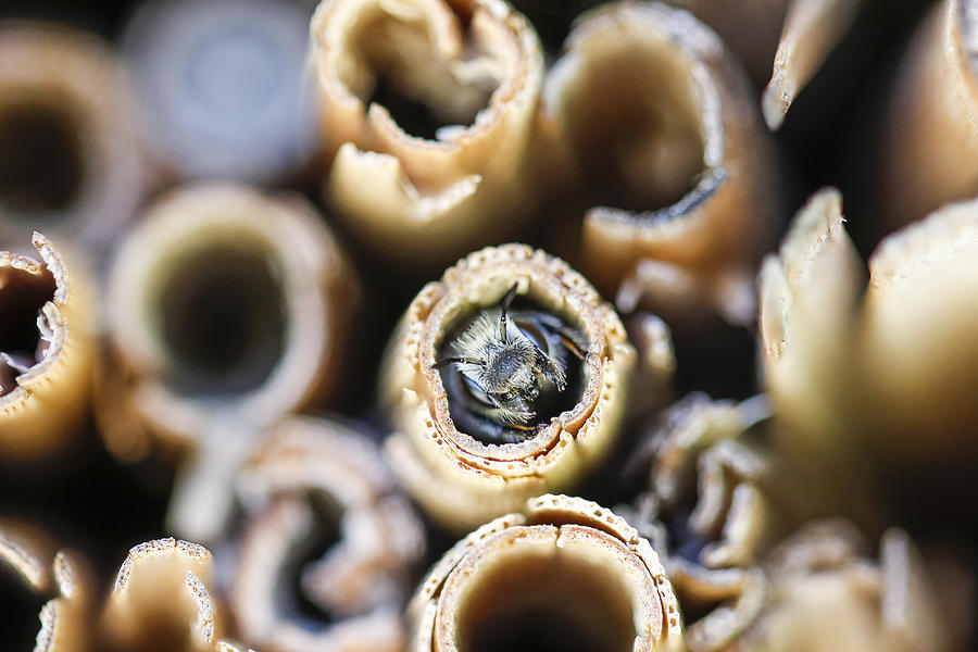Bee in wooden insect hotel. Photograph by Christoph Hetzmannseder