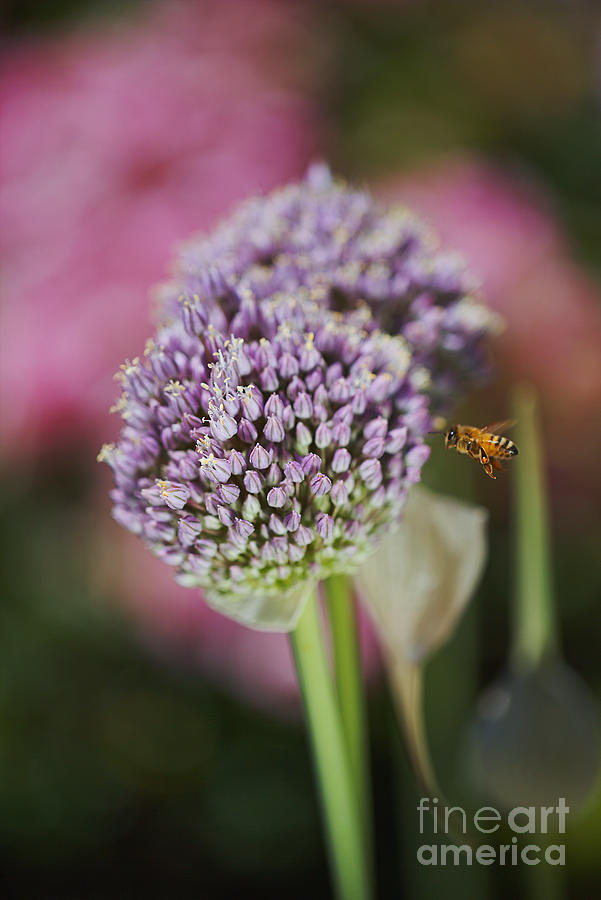 Bee Incoming Garlic Flower What  Photograph by Joy Watson