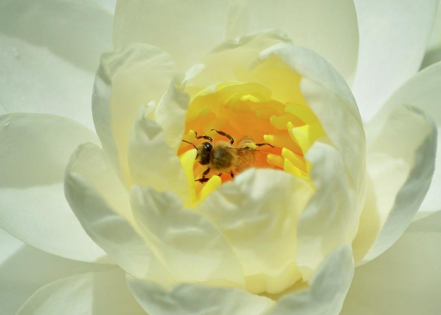 Bee Inside the Waterlily Photograph by Richard Bryce and Family