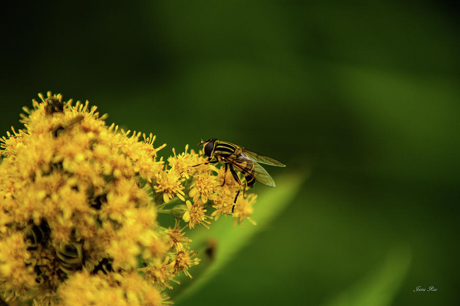 Bee  Photograph by Jana Rosenkranz