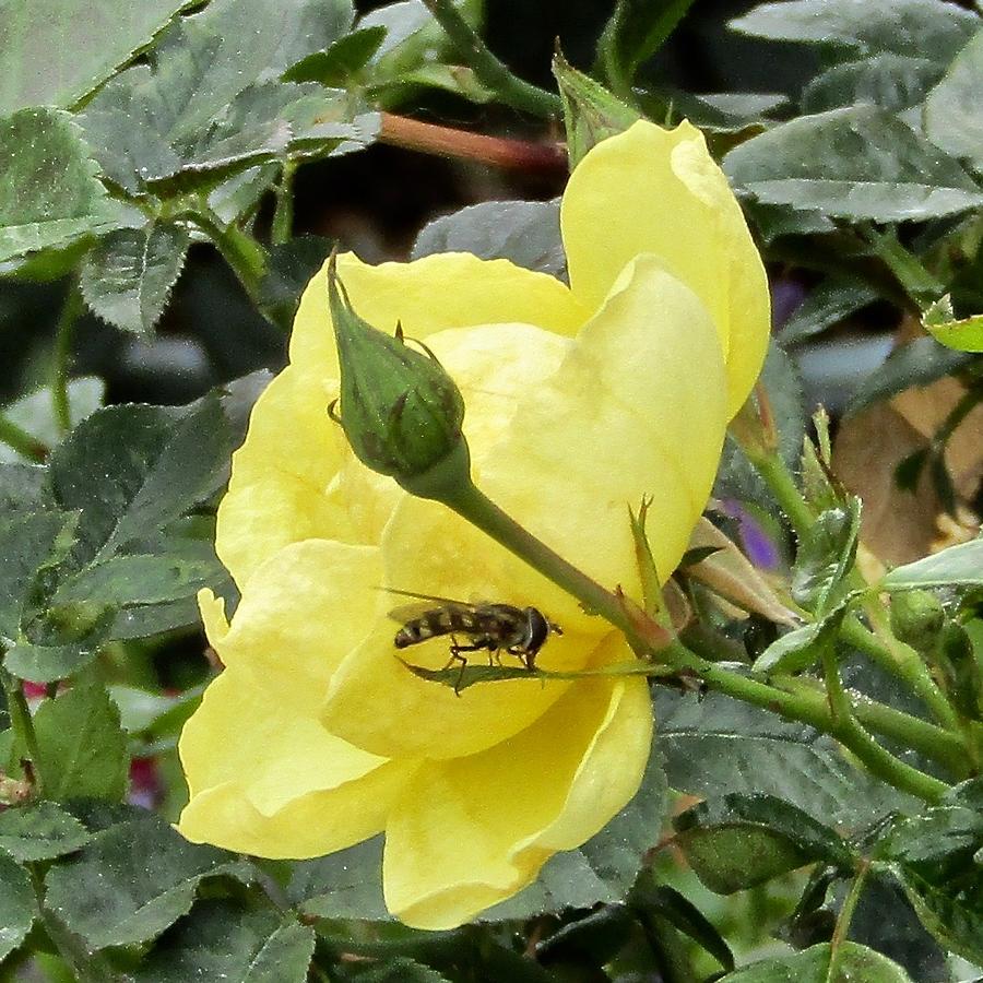 Yellow Flower Photograph - Bee Keeper Flower by Phyllis Kaltenbach