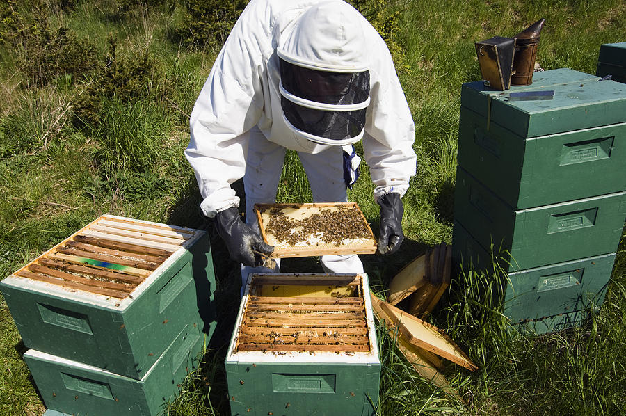 Bee keeper holding frame with honey comb and bees (Apis) Photograph by Richard Clark