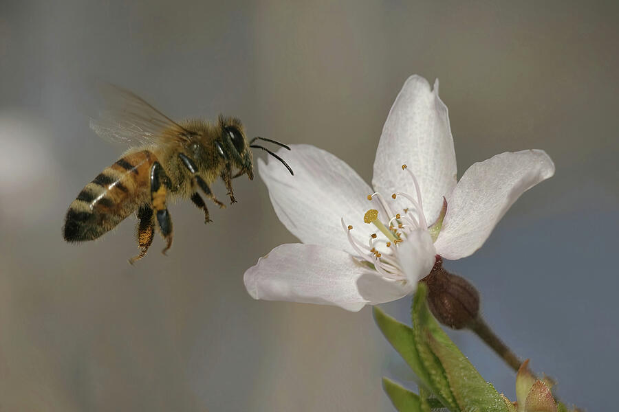 Bee kind you need me Digital Art by Jerry Dalrymple Bee kind you need me Digital Art by Jerry Dalrymple