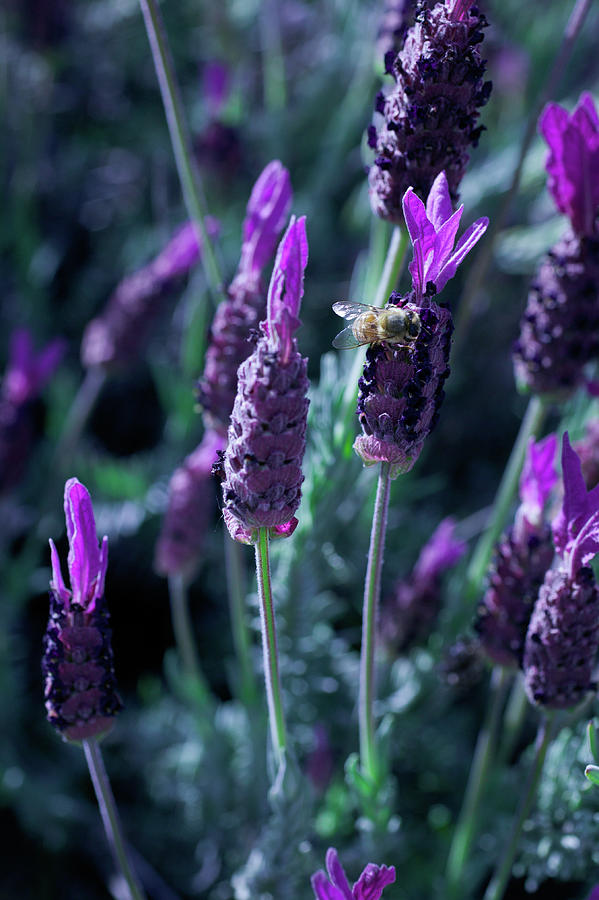 Bee  Lavender Photograph by Misty Tienken