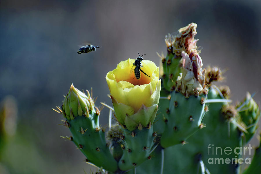 Bee Life 4412 Photograph by David Ragland