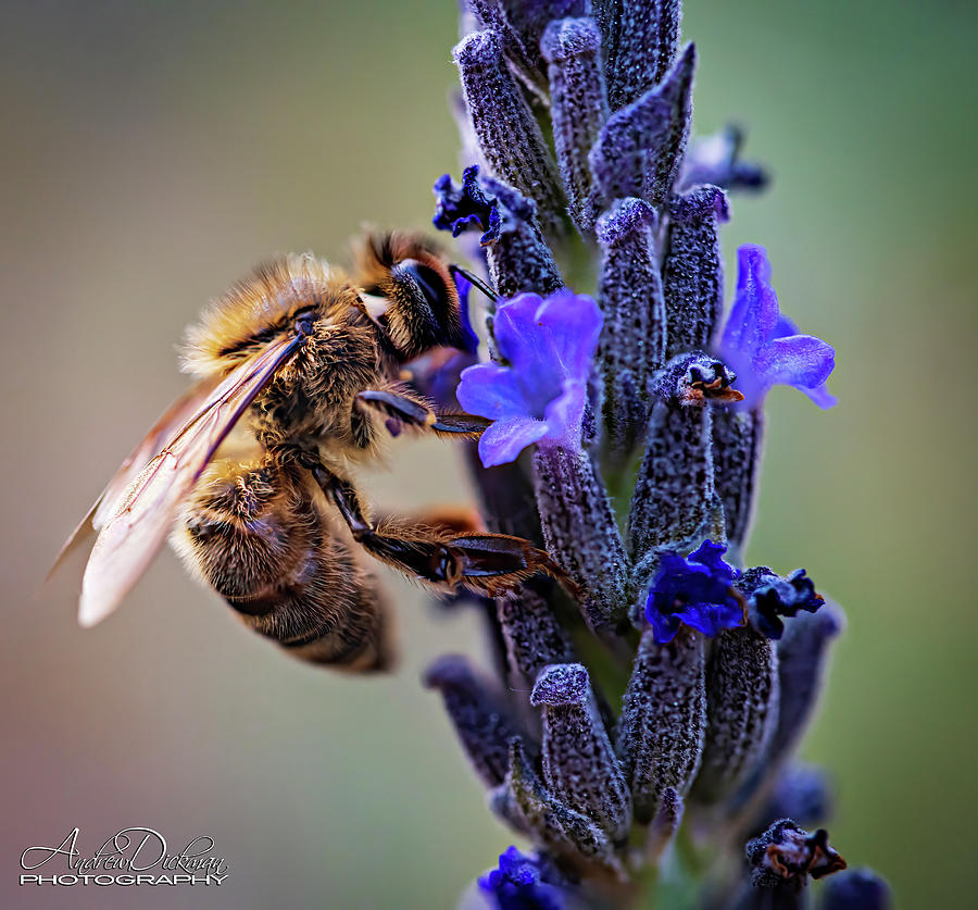 Bee Life Photograph by Andrew Dickman