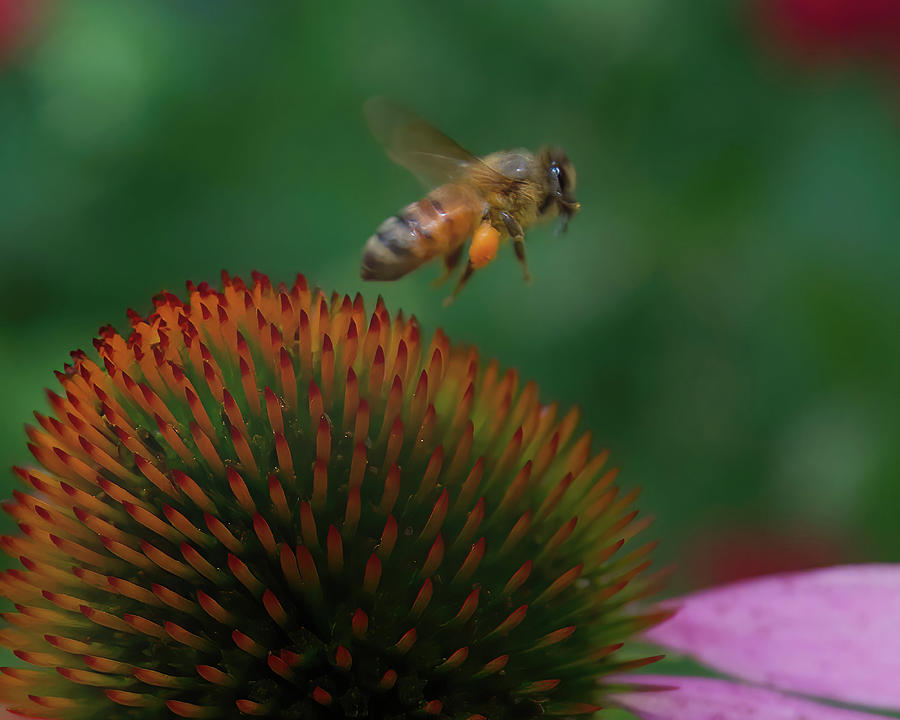 Bee Lift Off Close-up Photograph by Flinn Hackett