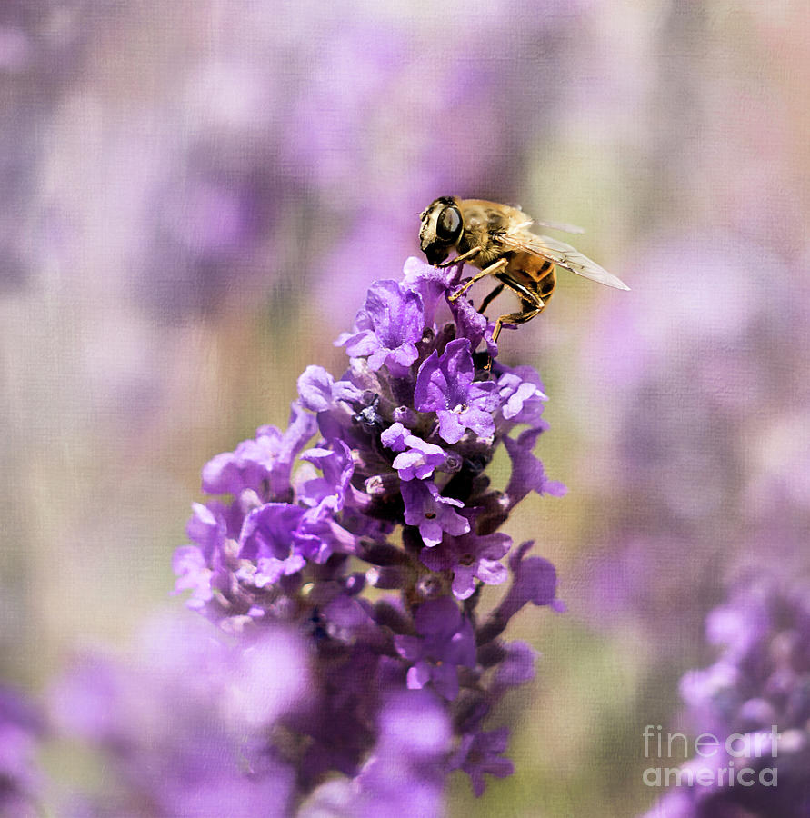 Bee line Photograph by Gillian Singleton