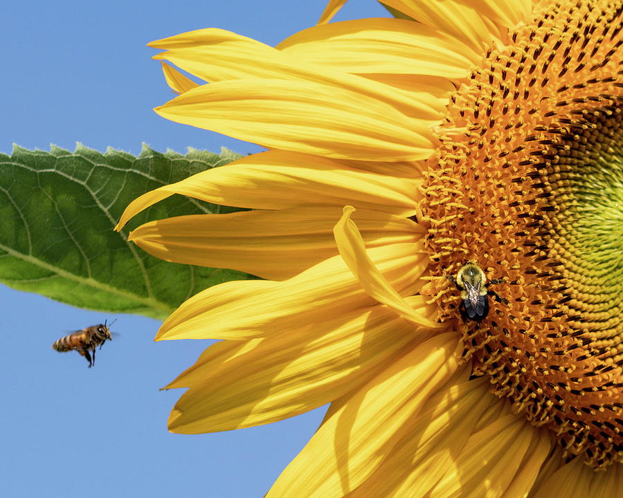Making a Bee-line to Sunflower Photograph by Harold Rau