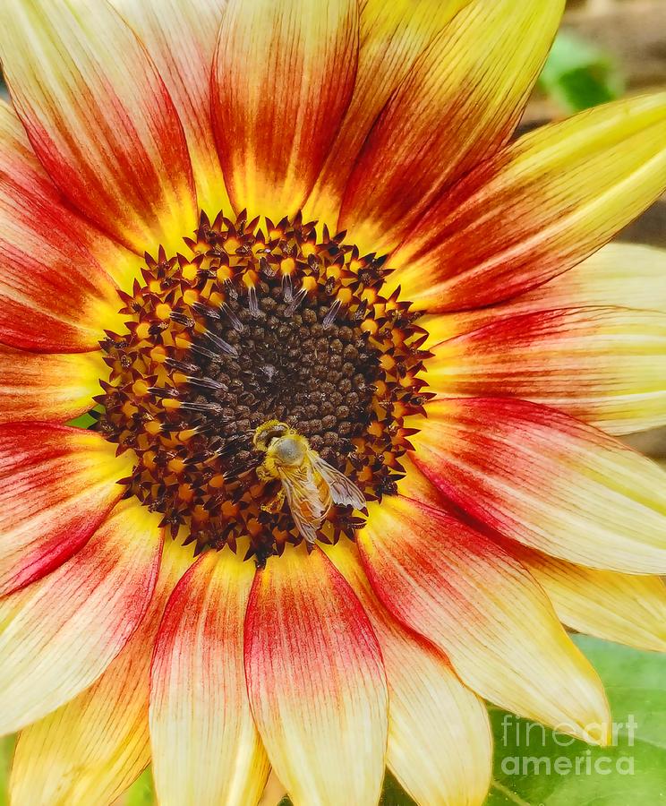 Bee Loved Autumn Sunflower  Digital Art by Rachel Hannah