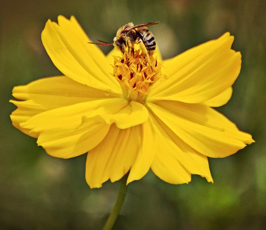 Bee Loves Cosmos Flowers Photograph by Gaby Ethington - Fine Art America