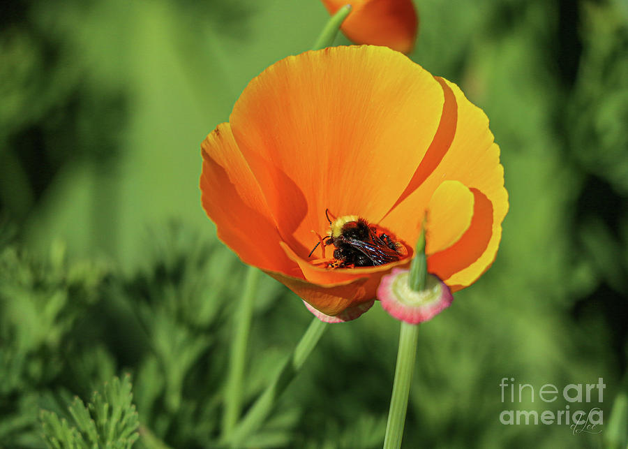 Nature Photograph - Bee Loving a Poppy by D Lee
