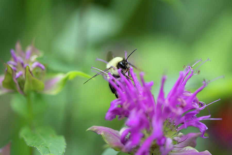 Bee Macro Photograph