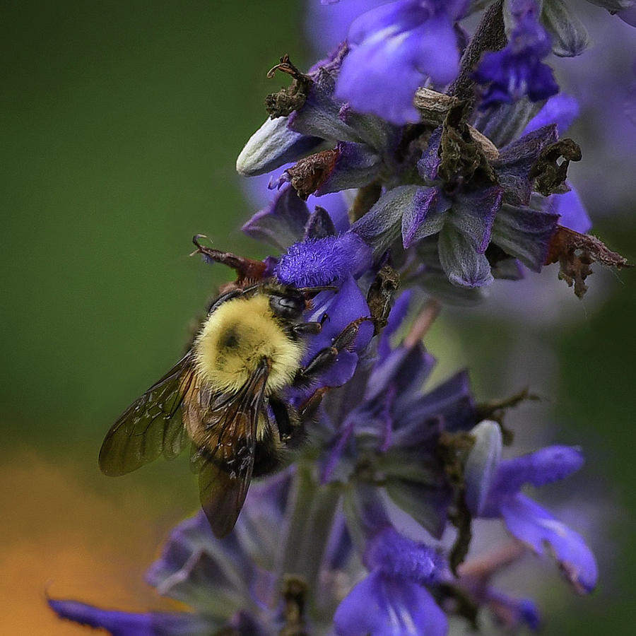 Bee Macro Russian Sage Photograph by Mary Lynn Giacomini - Fine Art America