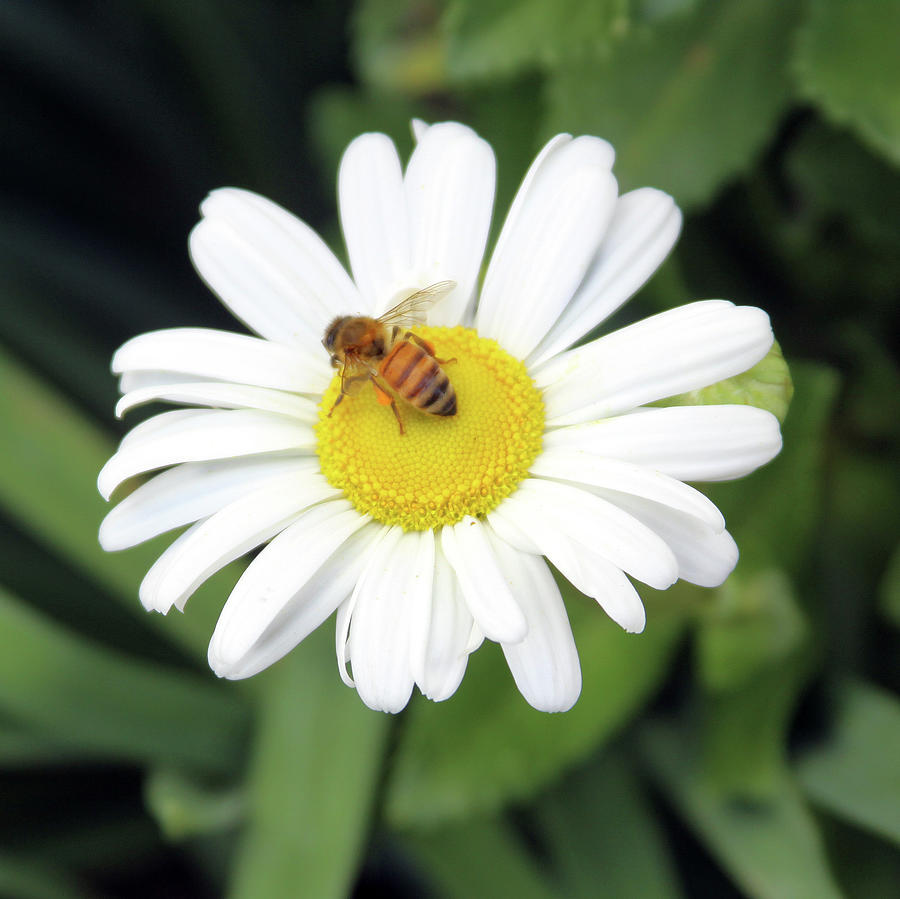 Bee Making a Living Photograph by John Lautermilch