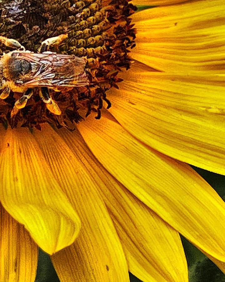 Bee mine Photograph by Stephen Dorton