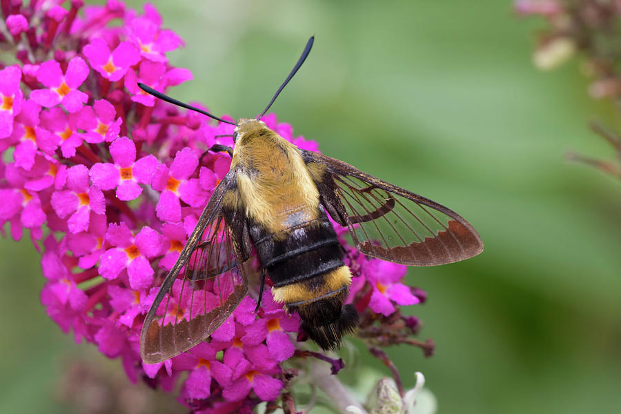 Bee Moth on Bush Photograph by Charles Floyd