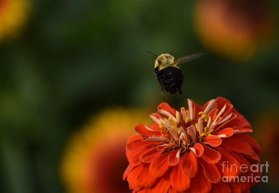 Bee Moving On In Flight Photograph by Christina Verdgeline