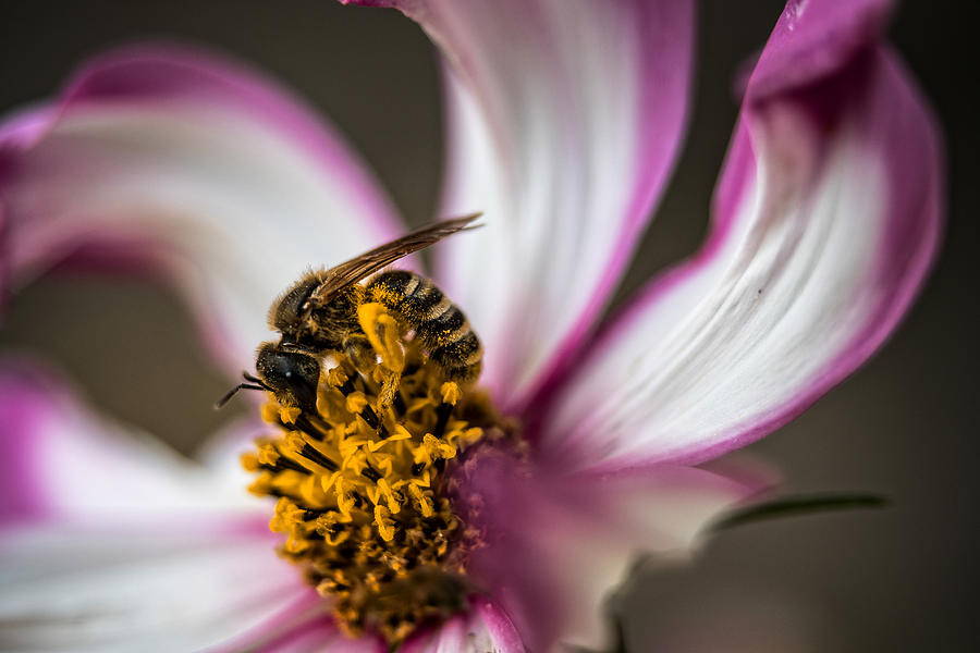 Bee My Cosmos Photograph by Susanne Ludwig