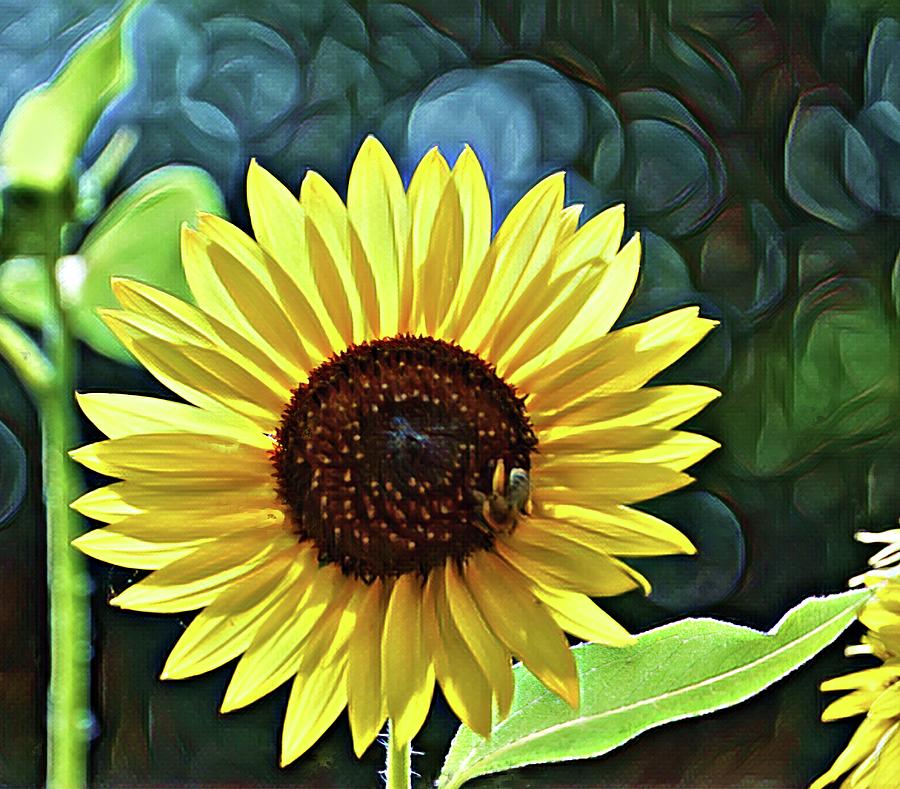 Bee My Sunflower 2 Photograph